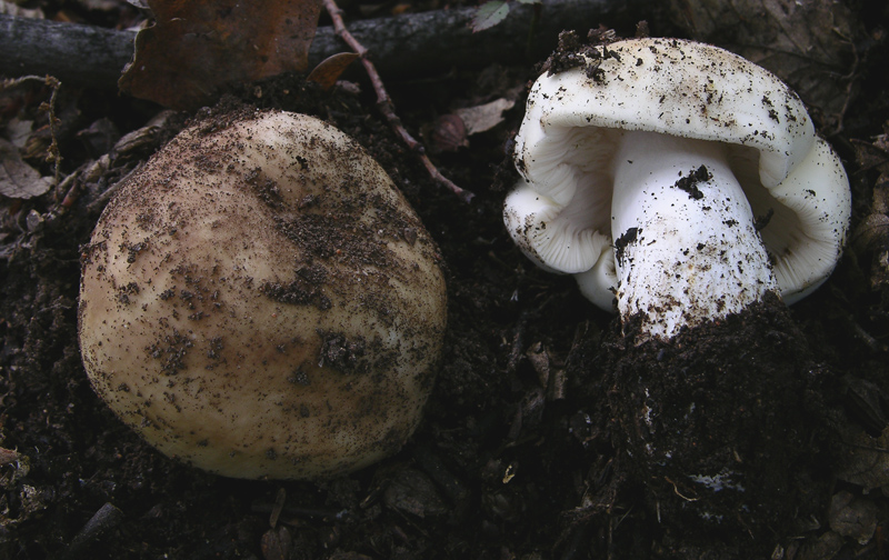 Russula da determinare.